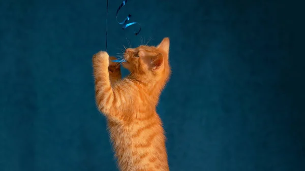 CERRAR: Hermoso gatito naranja juega y muerde en una cinta azul brillante. — Foto de Stock