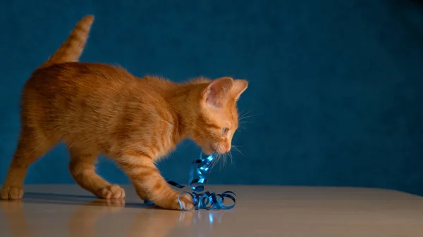 Sluiten omhoog: Speelse kitten is bijten op een gedraaide glanzende splinter van decoratieve tape. — Stockfoto