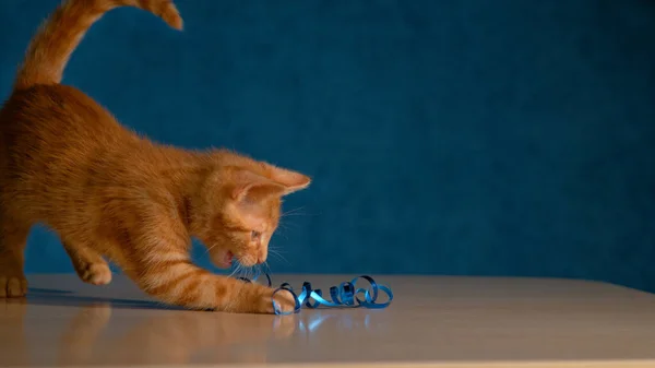 FECHAR UP: Gatinho de gengibre peludo bonito brinca com uma fita de decoração de Natal azul. — Fotografia de Stock