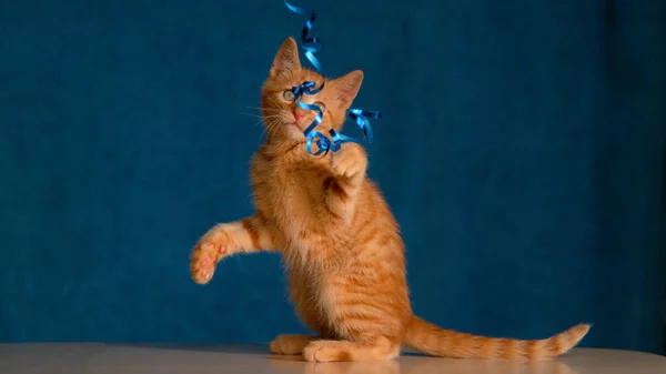 CLOSE UP: Ginger gekleurde tabby kitten wordt geplaagd door de eigenaar met een washi tape. — Stockfoto