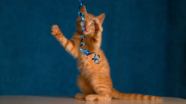 Sluiten omhoog Heerlijk klein oranje katje speelt en bijt op stukje decoratieve tape — Stockfoto