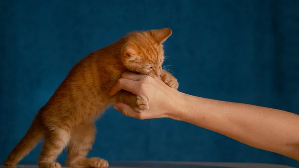 FECHAR-se gato bonito bebê agarra sua mão proprietário com garras pequenas afiadas e morde-lo — Fotografia de Stock