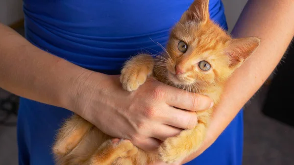 PORTRAIT: Cute shot of a frisky little baby cat during playtime with its owner. — Stockfoto