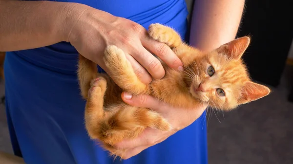 Ritratto: Orange Tabby Kitty guarda nella fotocamera mentre combatte in grembo alla donna — Foto Stock