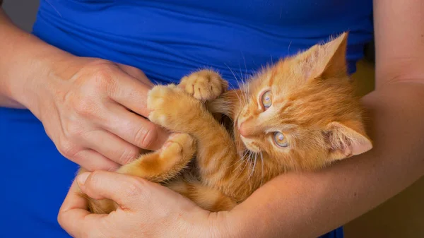 CLOSE UP: Female owner teasing the ginger furred baby cat with its own tail. — Stock Photo, Image