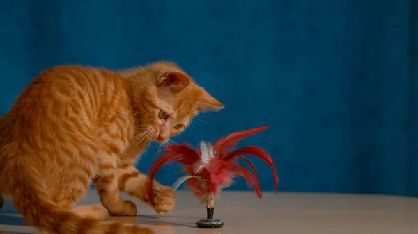 CERRAR: Frisky naranja tabby gatito está jugando con un rojo plumas teaser. —  Fotos de Stock