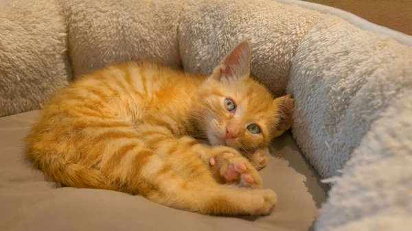 Sluiten omhoog: Moe kleine oranje kleine kat ontwaakt uit een strakke slaap in een gezellig bed. — Stockfoto