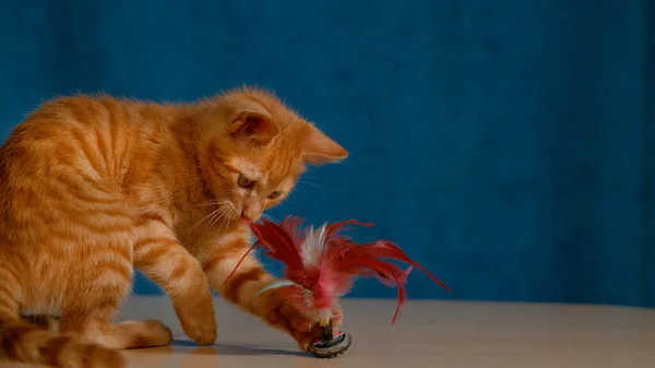 CERRAR: Adorable gatito juega con un penacho sentado en el escritorio de madera. —  Fotos de Stock