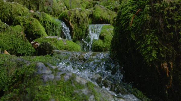 CLOSE UP, DOF: Glänzendes, kristallklares Bachwasser gleitet über bemooste Felsen. — Stockfoto