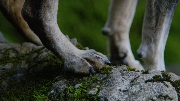 MACRO, DOF: Little aging dog stands on a mossy rock and tries to keep balance. — Stock Photo, Image