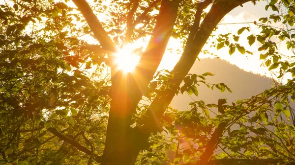 Sluiten omhoog: Heldere gouden herfstavond zonnestralen schijnen op een boom in een rustige boomgaard — Stockfoto