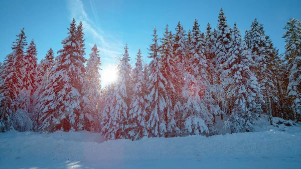 LENS FLARE：金色的冬日阳光映衬在雪白的云杉树梢之间. — 图库照片