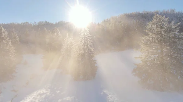 AERIAL: Scenic drone shot of the wintry pine woods in the mountains of Slovenia. — 图库照片