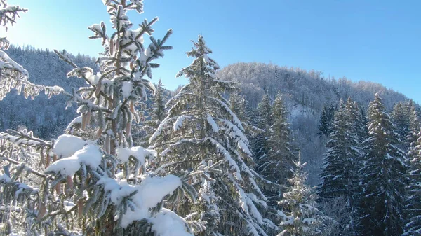 Tiro volador idílico de los bosques nevados de coníferas en los Alpes Julianos. — Foto de Stock