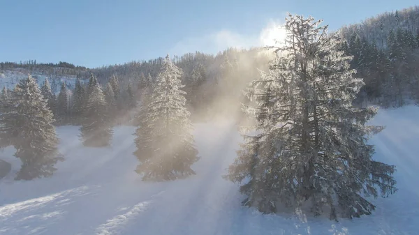 DRONE: El sol dorado del invierno ilumina un bosque nevado en las montañas eslovenas. — Foto de Stock