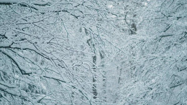 FECHAR UP, DOF: Fotografia cinematográfica de uma tempestade de neve que engole um pitoresco parque branco. — Fotografia de Stock