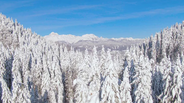 AERIAL: Flying over a snowy forest and towards the majestic mountain range. — Stock Photo, Image