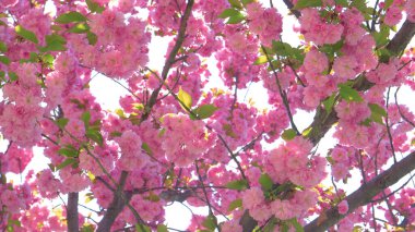 Altın bahar güneşleri, bir elma ağacının pembe çiçeklerinde parlıyor..