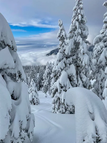 Karlı dağın etrafına saçılmış ladin ağaçlarının muhteşem görüntüsü.. — Stok fotoğraf