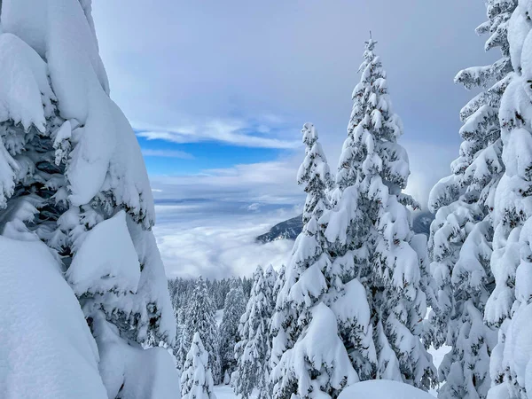 CERRAR: Espectacular foto de abetos esparcidos por la montaña nevada. — Foto de Stock