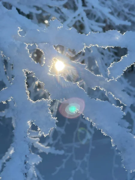 CLOSE UP: Úsvit svítí na idylický zimní les za slunečného prosincového dne — Stock fotografie