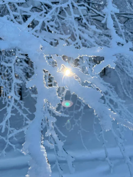 FECHAR-se: Os raios de sol dourados da manhã do inverno iluminam os galhos congelados da árvore. — Fotografia de Stock