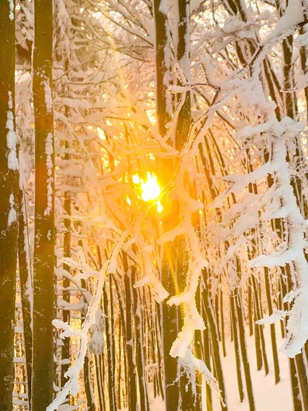 VERTICAL: Cênico tiro de inverno nascer do sol espreitando através das copas nuas nevadas. — Fotografia de Stock