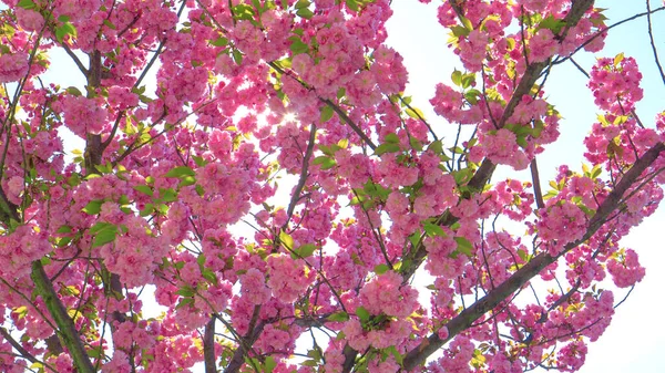 NLOSE UP Heldere lentezon schijnt op het roze bloeiende bladerdak van een kersenboom — Stockfoto