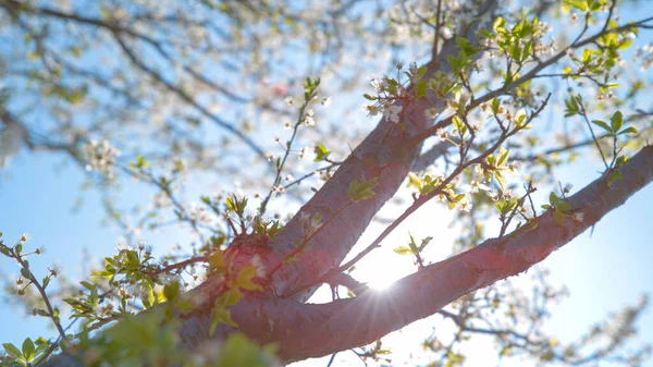 STÄNGA UPP: Ljus vår solsken lyser upp vackra träd med vita blommor — Stockfoto