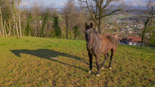 AERIAL: Rural landscape surrounds playful mare standing in middle of a field. — Stock Photo, Image