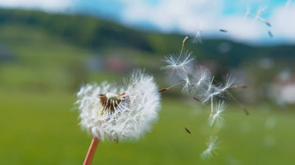 Çiçek açan bir karahindibanın rüzgârla savrulan sinematik çekimi.. — Stok fotoğraf
