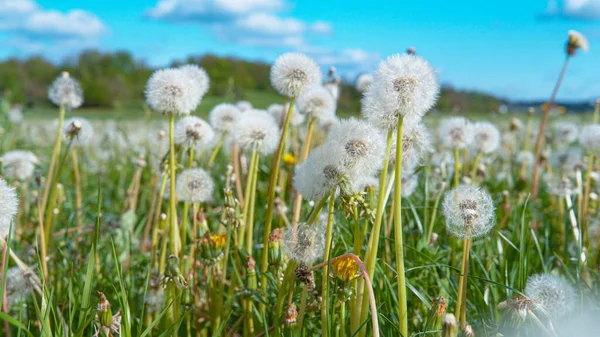 CLOSE UP: Detailed shot of blossoming dandelions in the middle of empty pasture. — Stock Photo, Image