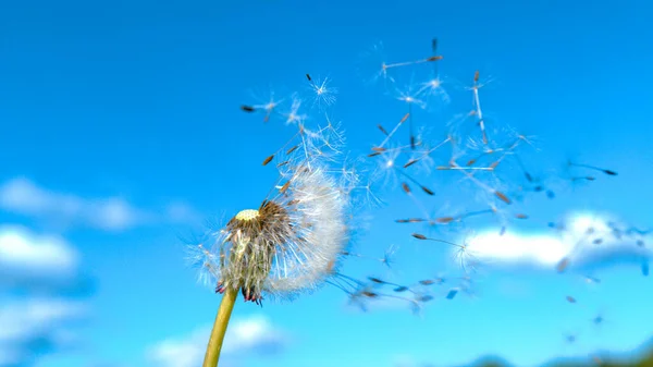 Narin karahindiba çiçekleri ılık yaz rüzgârında uçup gider.. — Stok fotoğraf