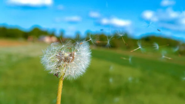 柔软的白色蒲公英种子飞出花朵，飞向天空. — 图库照片