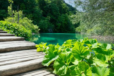 Plitvice Ulusal Parkı 'ndaki bir zümrüt gölünün yanından geçen boş bir tahta yol..