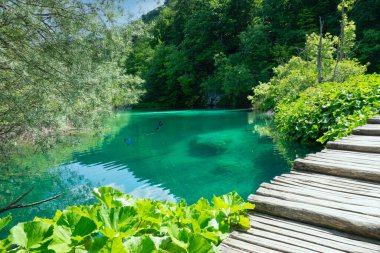 Plitvice Ulusal Parkı 'ndaki gölette iki canlı mavi yusufçuk uçuyor..