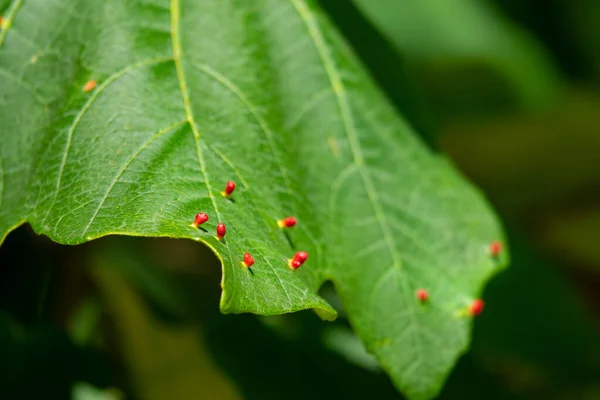 MACRO, DOF: Shiny red disease growths protrude from a thick green plant leaf. — Stock Photo, Image