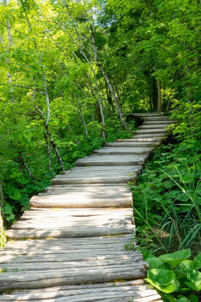 VERTICAL: Lege promenade kruist een weelderig groen bos in Nationaal Park Plitvice. — Stockfoto