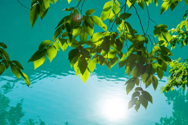 CLOSE UP: Яркий летний солнечный свет отражается в спокойной поверхности изумрудного пруда. — стоковое фото