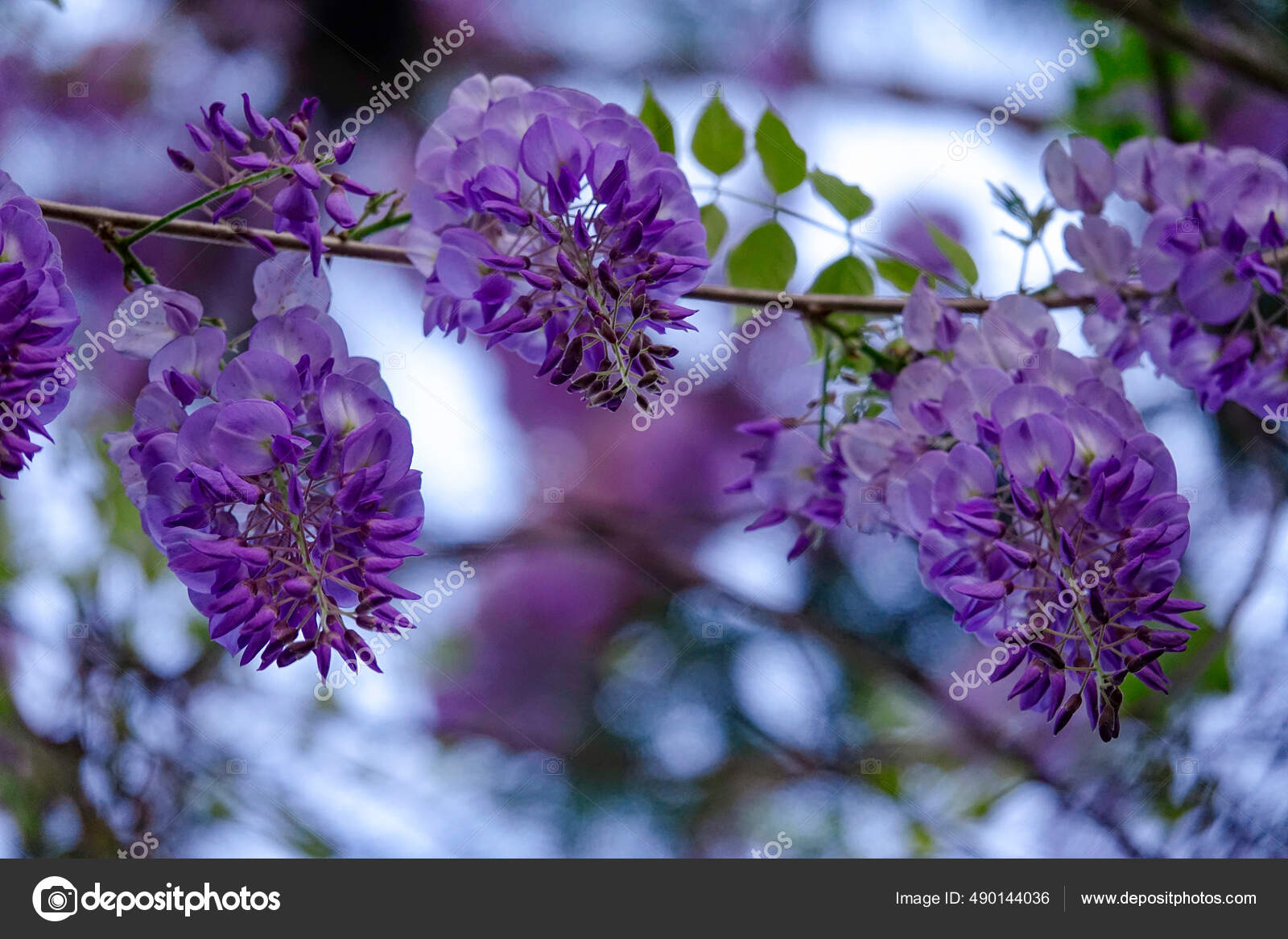 CERRAR: Vista detallada de una hermosa flor púrpura de un cedro.:  fotografía de stock © Prostock #490144036 | Depositphotos