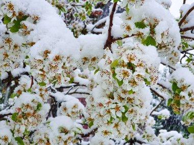 Narin beyaz kiraz ağacı çiçekleri yoğun kar yağışıyla kaplıdır..