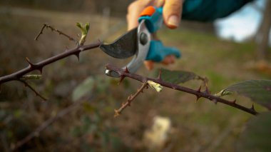 Bahçıvan güllerini budarken bir dalı makasıyla kesiyor..