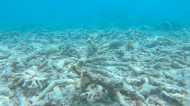 CLOSE UP: Sad view of a devastated bleached exotic coral reef in the Maldives. clipart