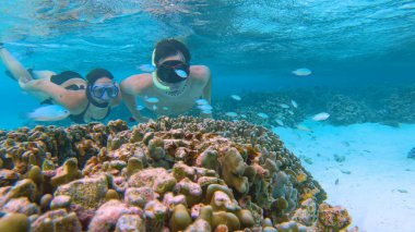Şnorkelle yüzen ve okyanusu keşfeden çift yaşayan bir mercan resifine yaklaşıyor.