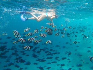 Tanınmayan kadın ve erkek, tropikal balıkları şnorkelle dalarken besler.