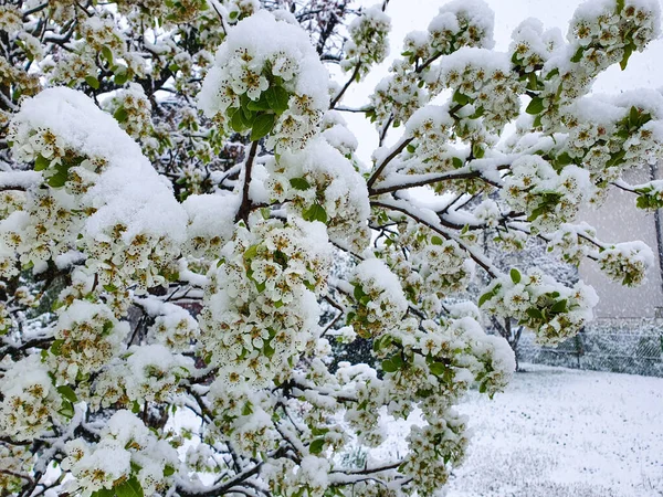 FECHAR UP: Imprevisível primavera nevasca cobre uma árvore de cereja brotando com neve — Fotografia de Stock
