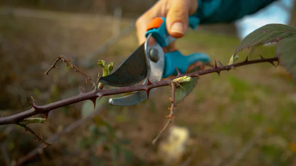 UKONČENÍ: Nerozpoznatelná zahradnice stříhá trnitý keř s novými nůžkami — Stock fotografie