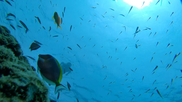 COMPROMISSO: Bela vista de peixes tropicais coloridos nadando perto do recife de coral — Fotografia de Stock