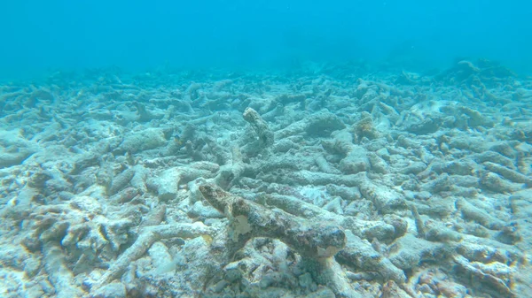 CLOSE UP: Sad view of a devastated bleached exotic coral reef in the Maldives.