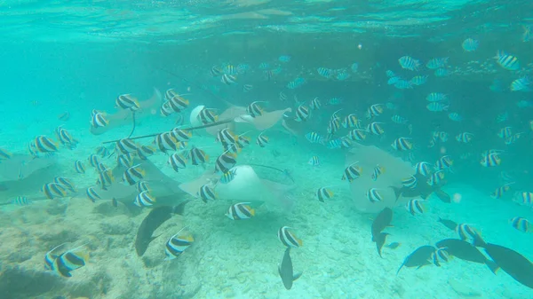 COMPROMISSO: Impressionantes arraias nadam com um cardume de peixes tropicais coloridos. — Fotografia de Stock